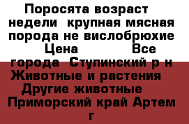 Поросята возраст 4 недели, крупная мясная порода(не вислобрюхие ) › Цена ­ 4 000 - Все города, Ступинский р-н Животные и растения » Другие животные   . Приморский край,Артем г.